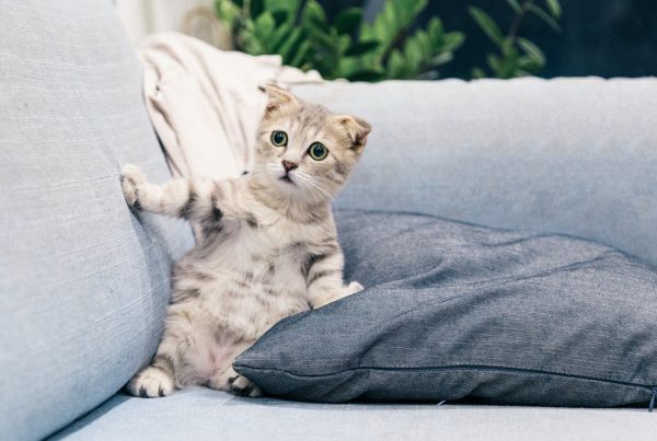 Pets in Condominiums