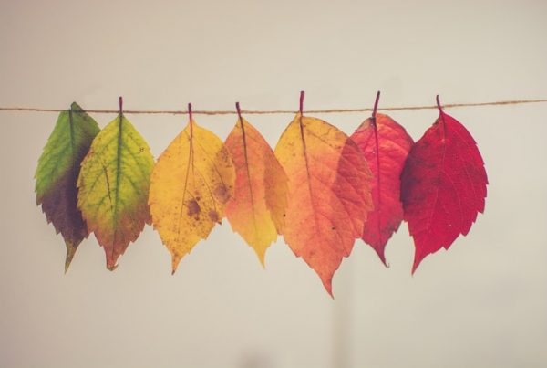Various Leafs